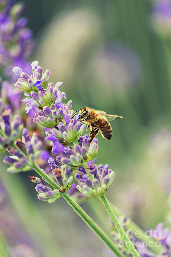 Bee On Lavender Photograph