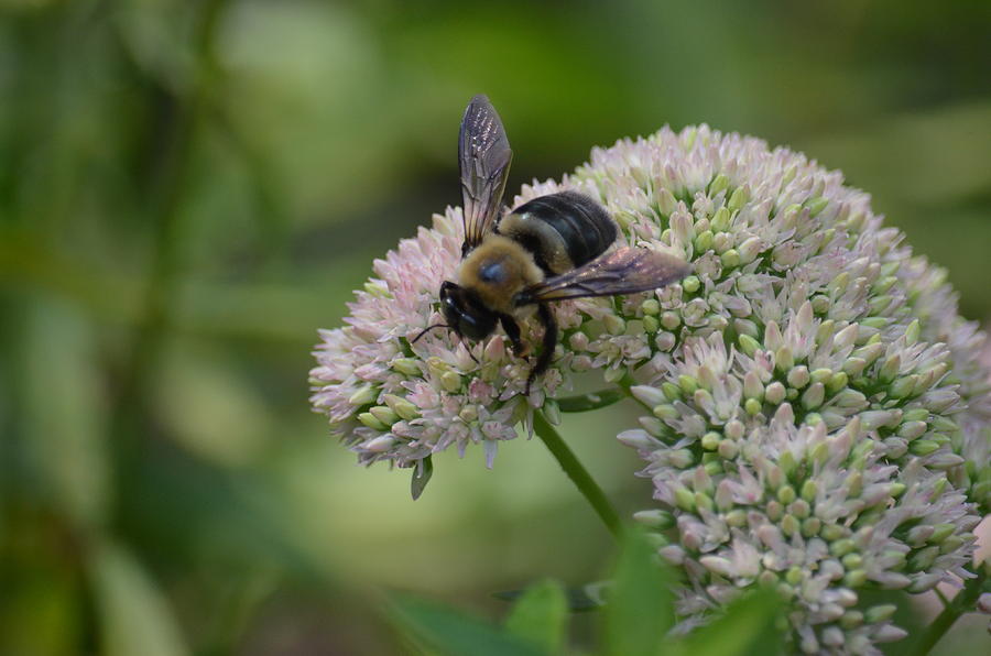 Bee on Sedum #1 Photograph by Maria Urso