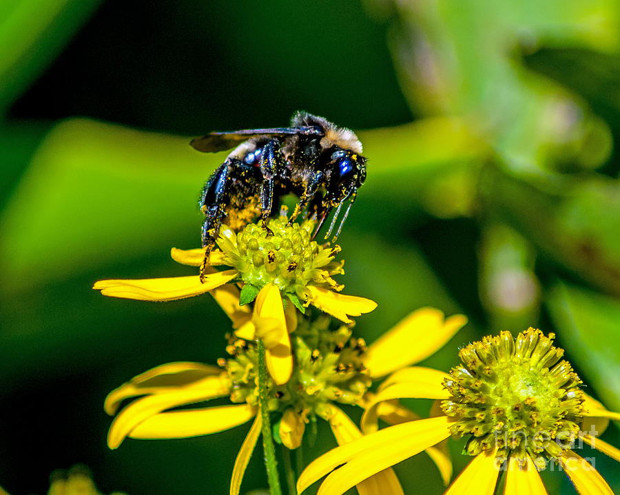 Bee on Yellow Flower Photograph by Stephen Whalen