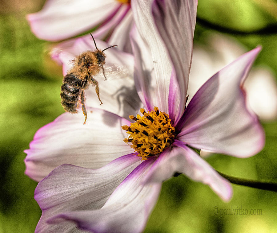 Bee Shadow.... #1 Photograph by Paul Vitko