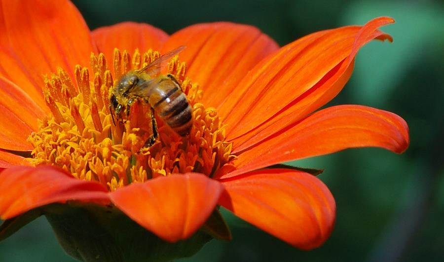 Bee-utiful #1 Photograph by Debbie Karnes