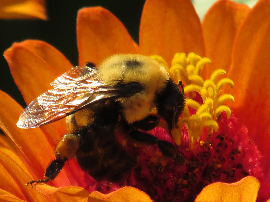 Bee With Zinnia #2 Painting by Alfred Ng