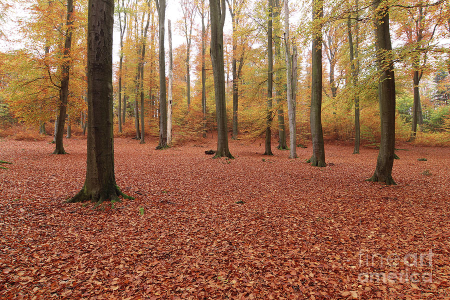 Beech forest in autumn #1 Photograph by Michal Boubin