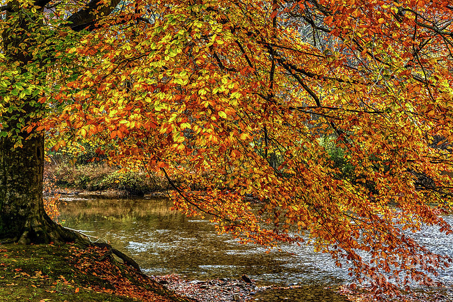 Beech Tree and Holly River in Autumn #1 Photograph by Thomas R Fletcher
