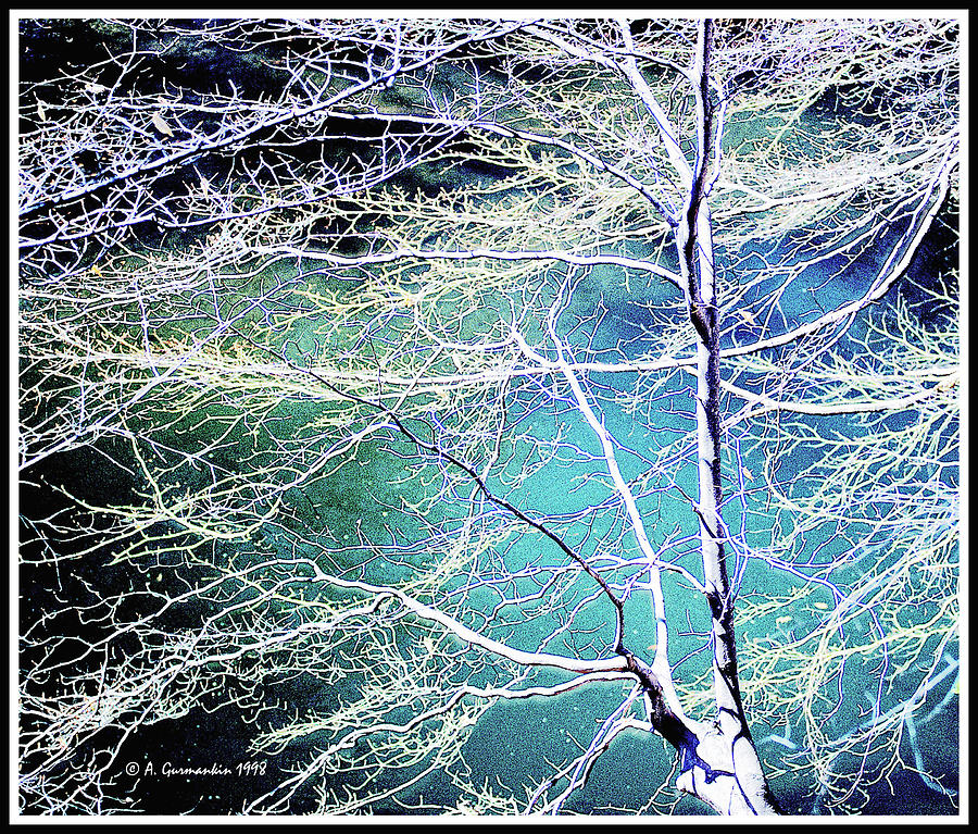Beech Tree, Highlights and Shadows, Digital Art #1 Photograph by A Macarthur Gurmankin