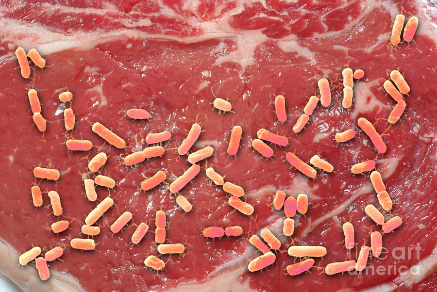 Beef Contaminated With E. Coli #1 Photograph by Scimat
