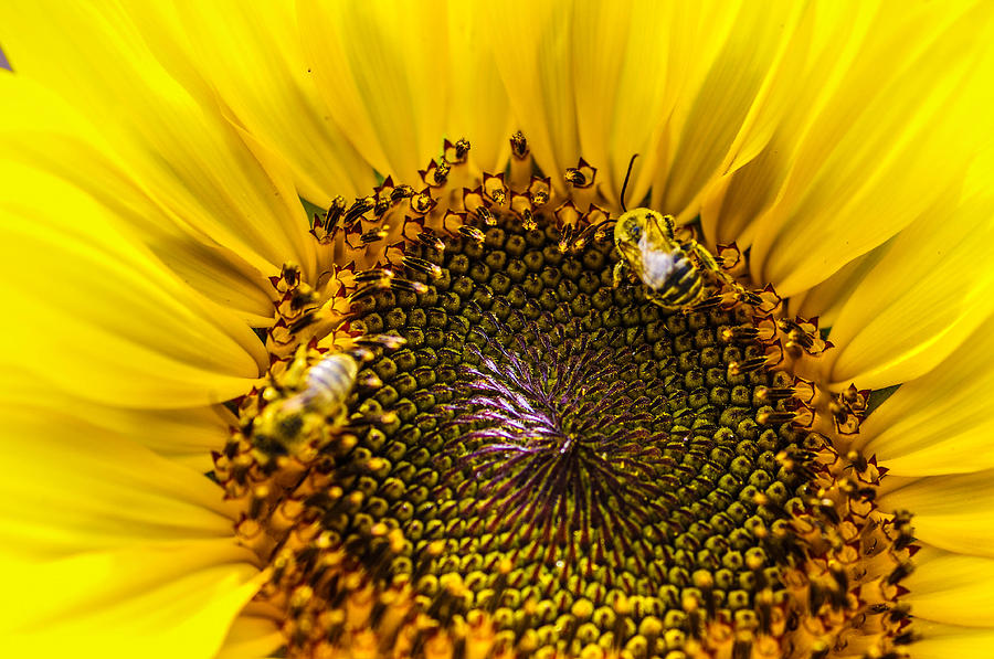 Bees At Work #1 Photograph by Gerald Kloss