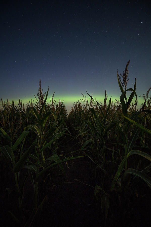 Alien Photograph - Behind the rows #1 by Aaron J Groen