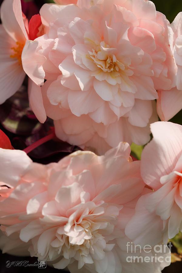Belgian Begonia named Angelique #5 Photograph by J McCombie
