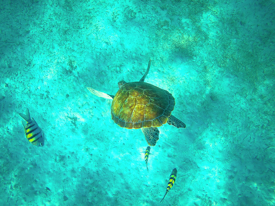 Belize Underwater #1 Photograph by Evgeny Vasenev