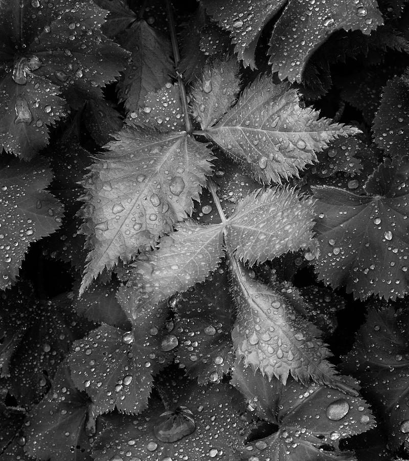 Nature Photograph - Bellevue Botanical Garden Leaves 6395 #1 by Bob Neiman