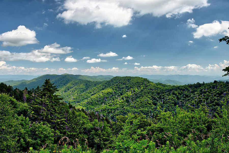 Below Clingmans Dome in Newfound Gap Area of Smoky Mountains #1 Photograph by Darrell Young