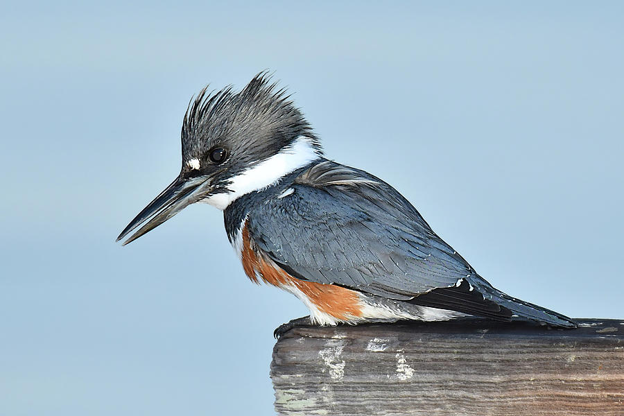 Belted Kingfisher #1 Photograph by Alan Lenk