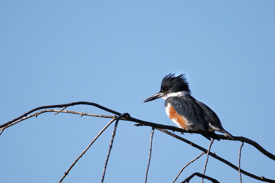 Belted Kingfisher #1 Photograph by Brook Burling