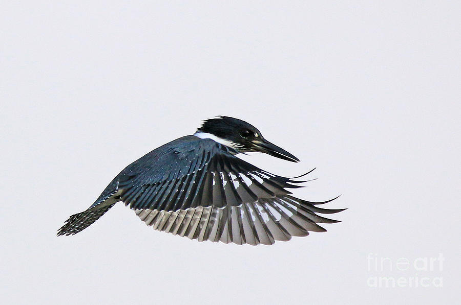 Belted Kingfisher  #1 Photograph by Craig Corwin
