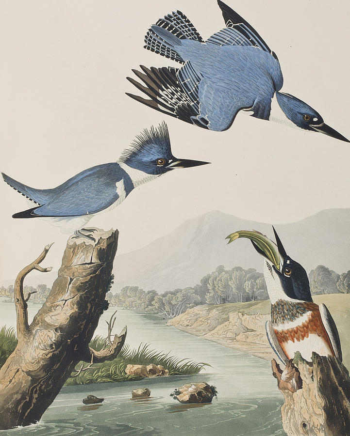 Belted Kingfisher Painting by John James Audubon
