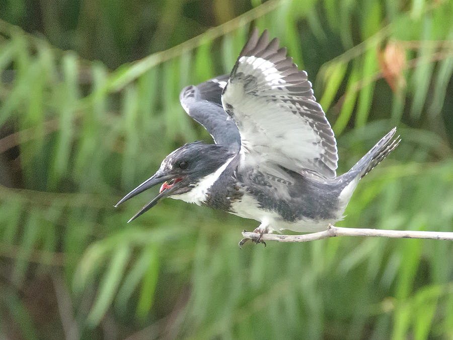 Belted Kingfisher #4 Photograph by Tam Ryan