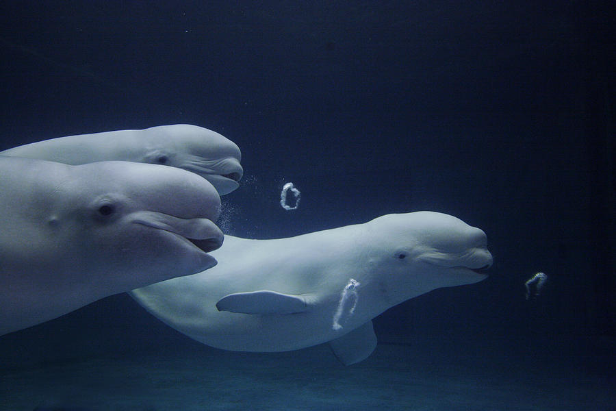 Beluga Delphinapterus Leucas Whale Trio Photograph by Hiroya Minakuchi
