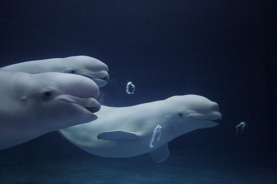 Beluga Delphinapterus Leucas Whale Trio #1 Photograph by Hiroya Minakuchi