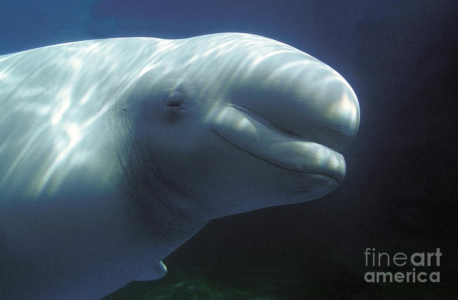 Beluga Whale Or White Whale #1 Photograph by Gerard Lacz