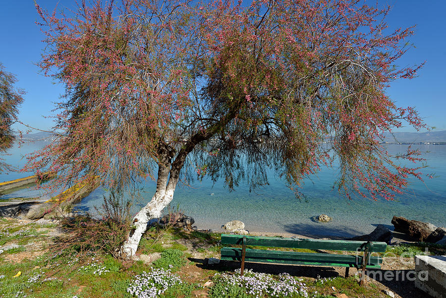 Bench by the seaside during springtime #1 Photograph by George Atsametakis