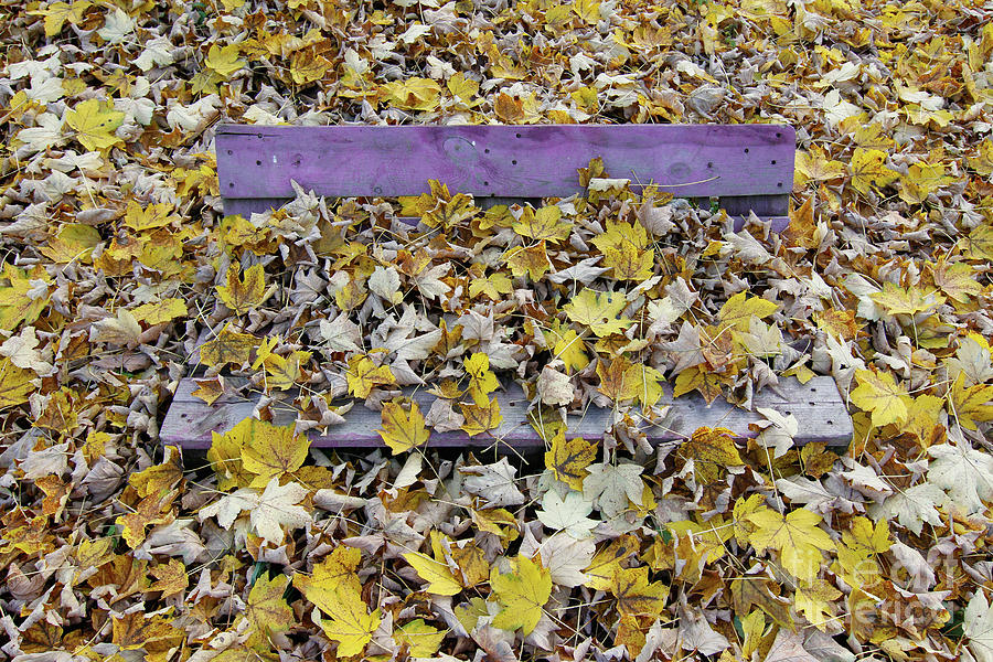 Bench covered in fallen leaves #1 Photograph by Michal Boubin