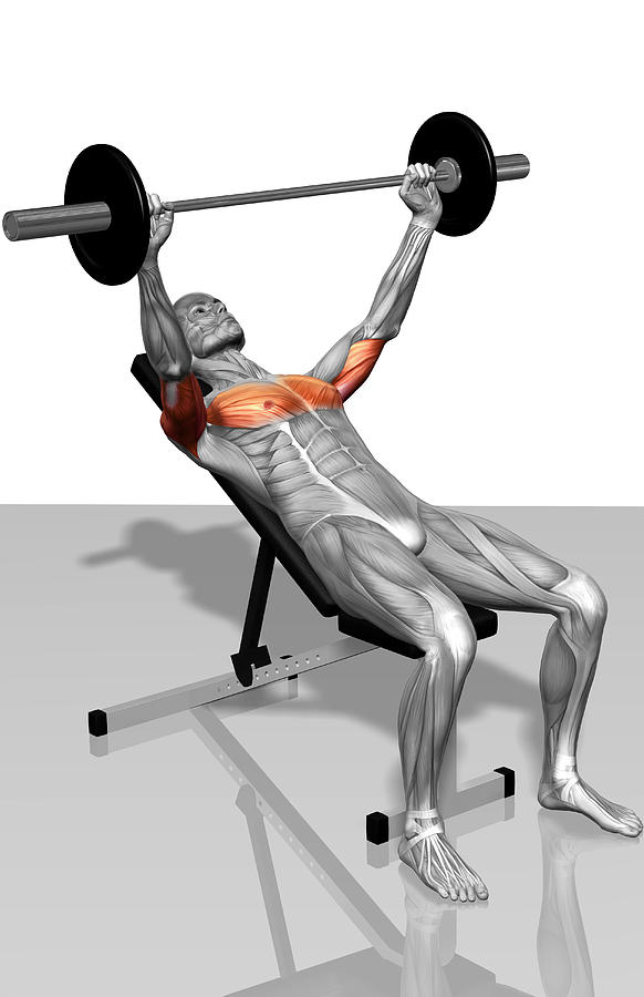 Vertical Photograph - Bench Press Incline (part 1 Of 2) #1 by MedicalRF.com