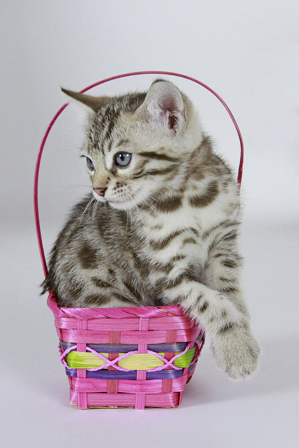 Bengal Basket #2 Photograph by Shoal Hollingsworth