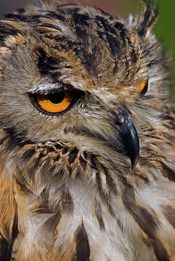 Bengal Eagle Owl #1 Photograph by JT Lewis