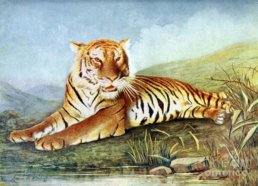 Bengal Tiger, Endangered Species #1 Photograph by Biodiversity Heritage Library