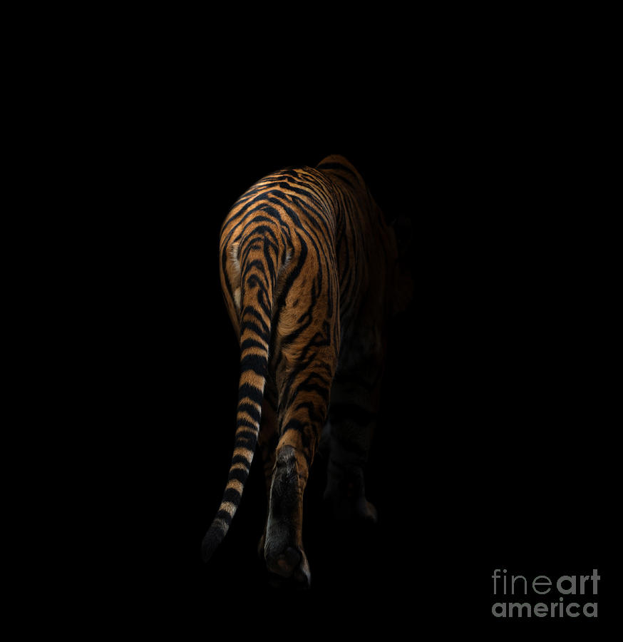 Majestic Bengal Tiger by Alana Easton-Claus