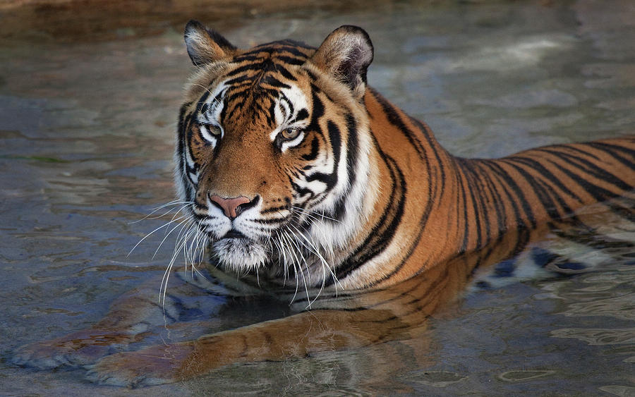 Bengal Tiger laying in water Photograph by Bruce Beck - Fine Art America