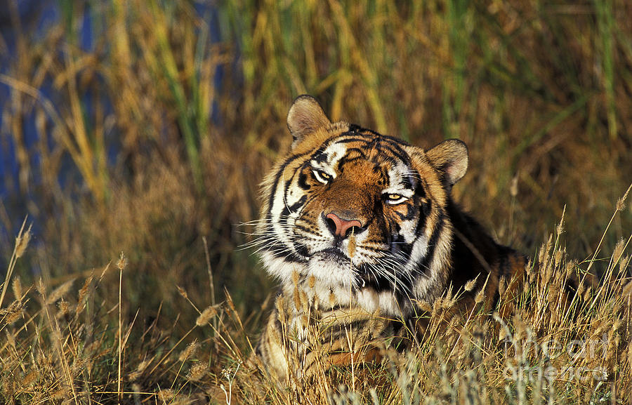 Bengal Tiger Panthera Tigris Tigris #1 Photograph by Gerard Lacz