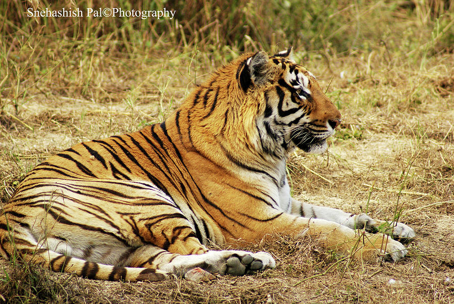 Bengal Tiger Photograph by Wildlife Photgrapher Snehashish Pal - Fine ...