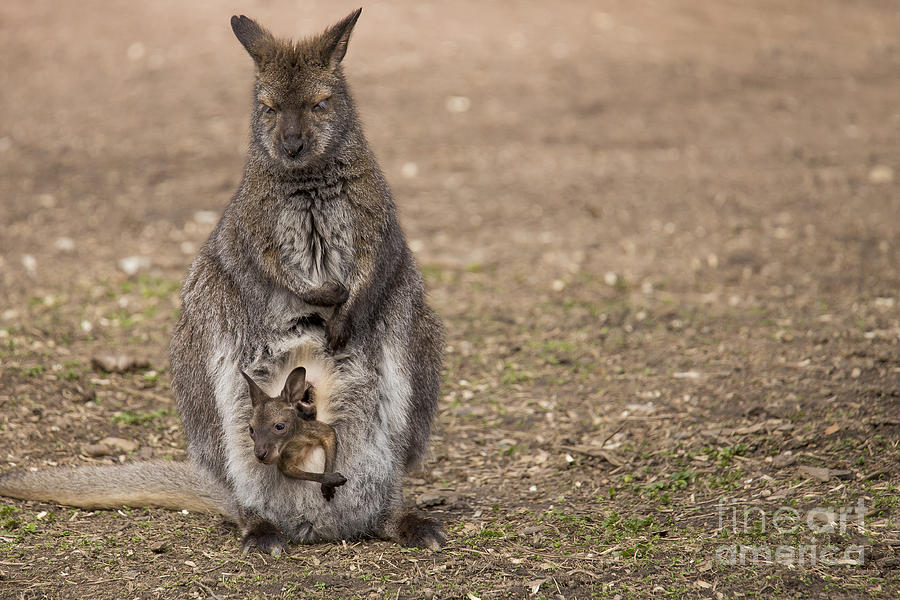 Wildlife Photograph - Bennetts Wallaby #1 by Twenty Two North Photography
