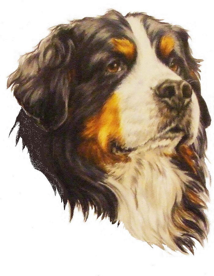 Bernese Mountain Dog in Colored Pencil Drawing by Barbara Keith - Fine Art  America