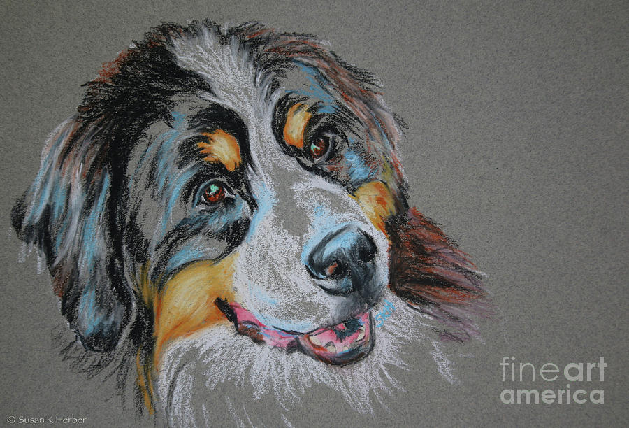 Bernese Mountain Dog #1 Pastel by Susan Herber