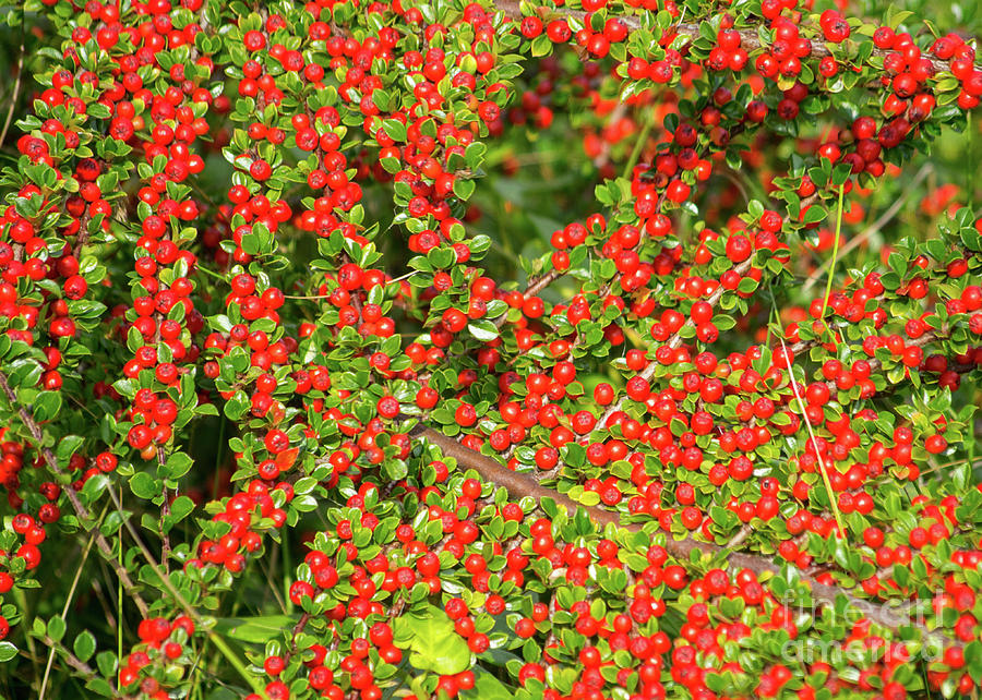 Berries #1 Photograph by Chris Horsnell