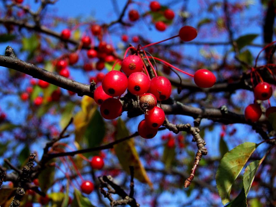 Berries #1 Photograph by Michiale Schneider