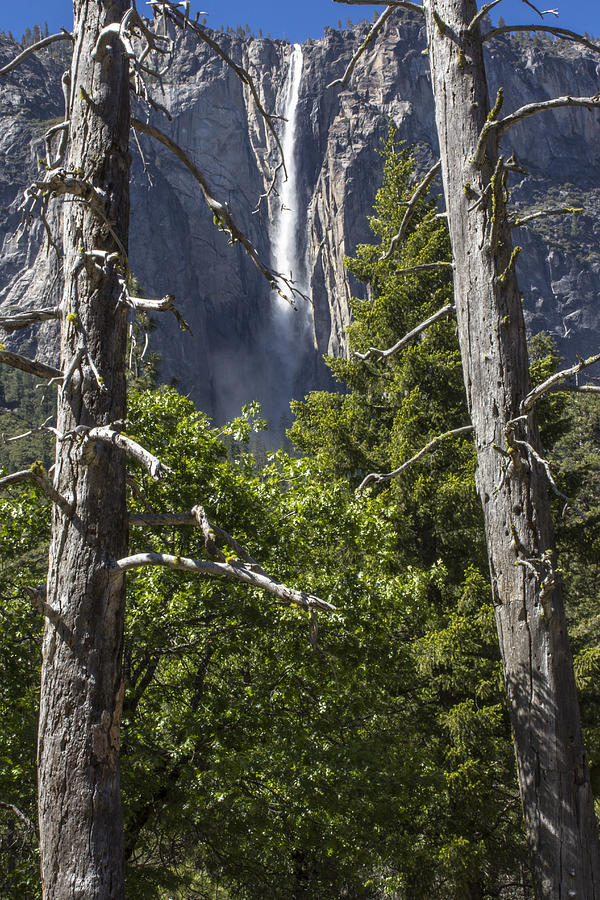 Between the Trees Yosemite  #1 Photograph by John McGraw