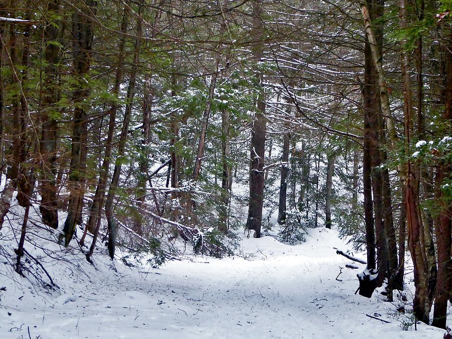 Beverly Commons Conservation Area in Winter Photograph by Scott Hufford