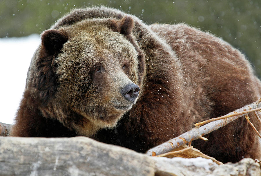 Grizzly Bear Photograph - Beware Of Grizzly #1 by Athena Mckinzie