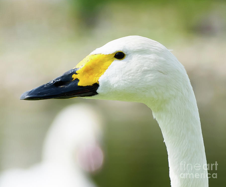 Bewiks Swan #1 Photograph by Colin Rayner