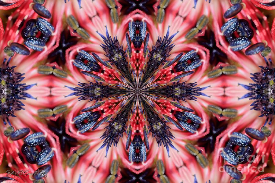 Bicolor Kaleidoscope #2 Digital Art by J McCombie