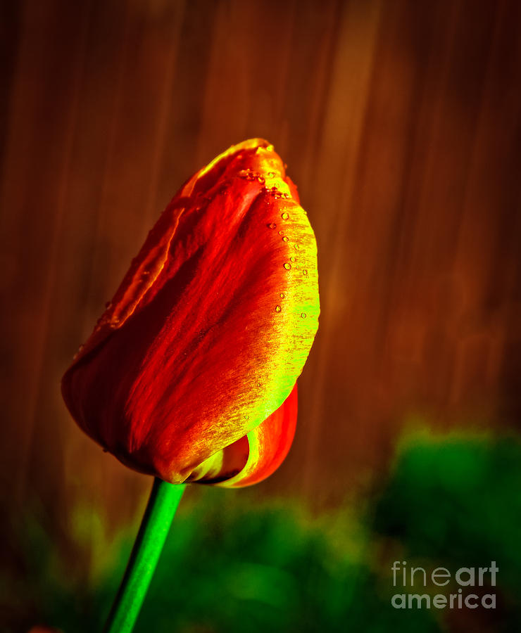 Bicolor Tulip #1 Photograph by Robert Bales