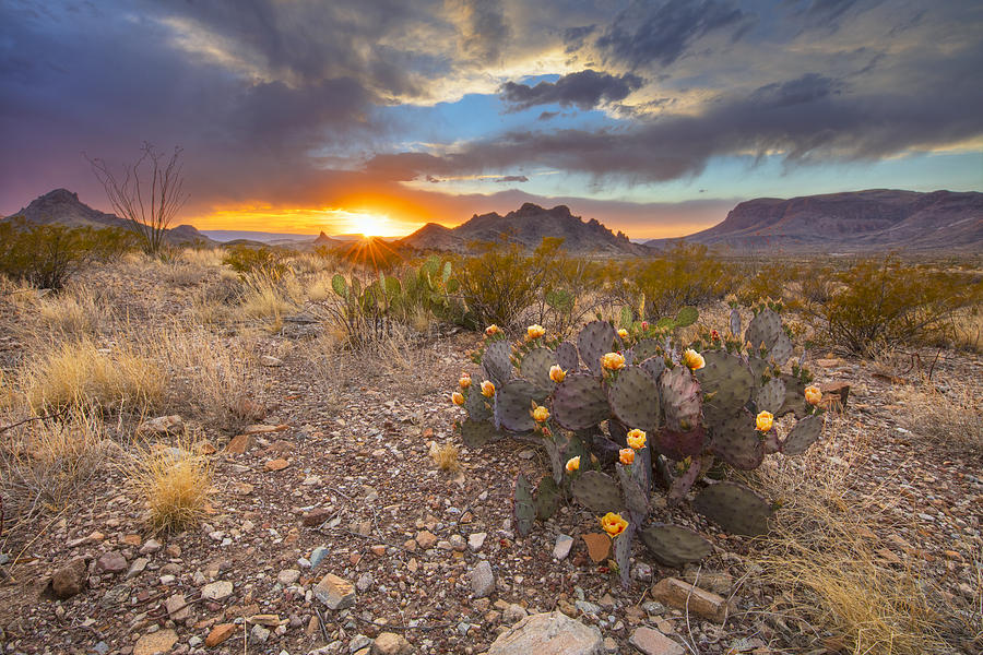 Big Bend Prickly Pear Sunset 1 #1 Photograph by Rob Greebon