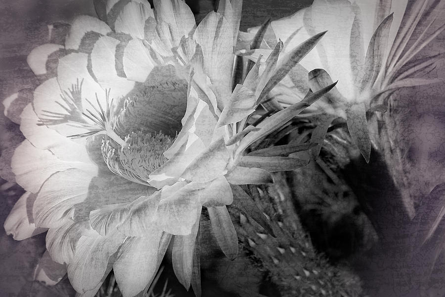 Big Bertha Blooms #1 Photograph by Leda Robertson