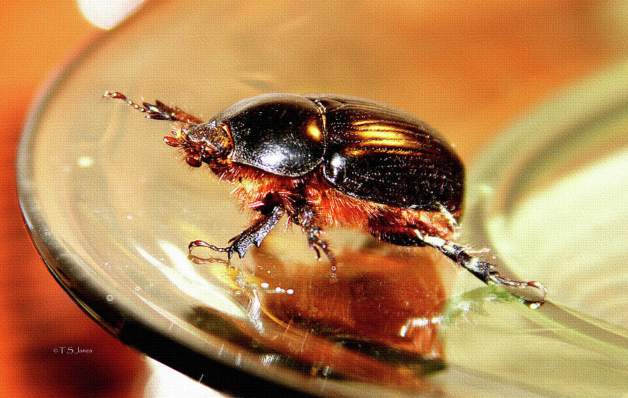 Big Black Beetle  #1 Photograph by Tom Janca