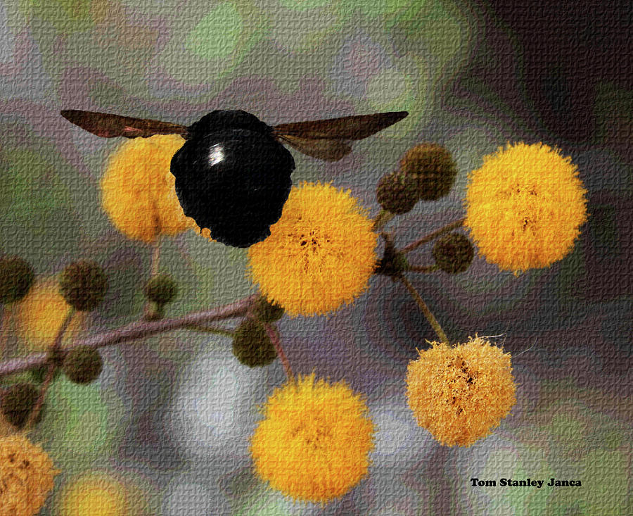 Big Black Bumble Bee #1 Digital Art by Tom Janca