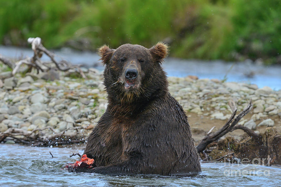 Big brown bear eating salmon in stream #1 Photograph by Dan Friend